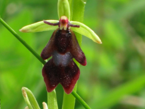 Image: A fly orchid; a member of the rare limestone flora.